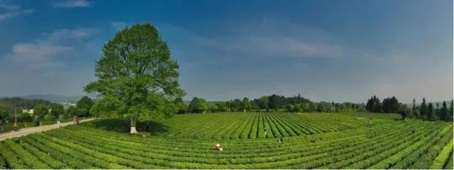 長(zhǎng)沙縣百里茶廊的金井茶園.jpg