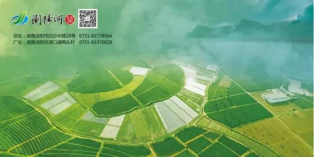瀏陽(yáng)淳口片區(qū)的銀峰茶園.jpg