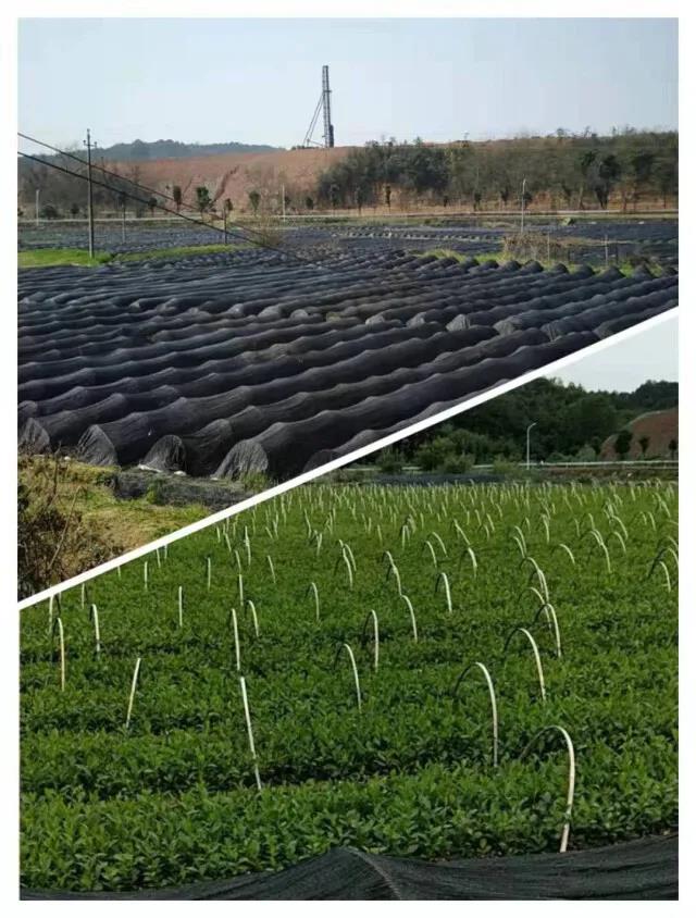 長(zhǎng)沙縣高橋鎮(zhèn)騰輝茶苗繁育基地.jpg
