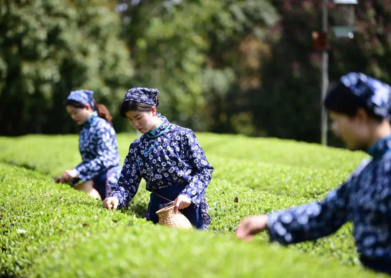 今年春茶品質(zhì)比往年更好 今年春茶品質(zhì)比往年更好