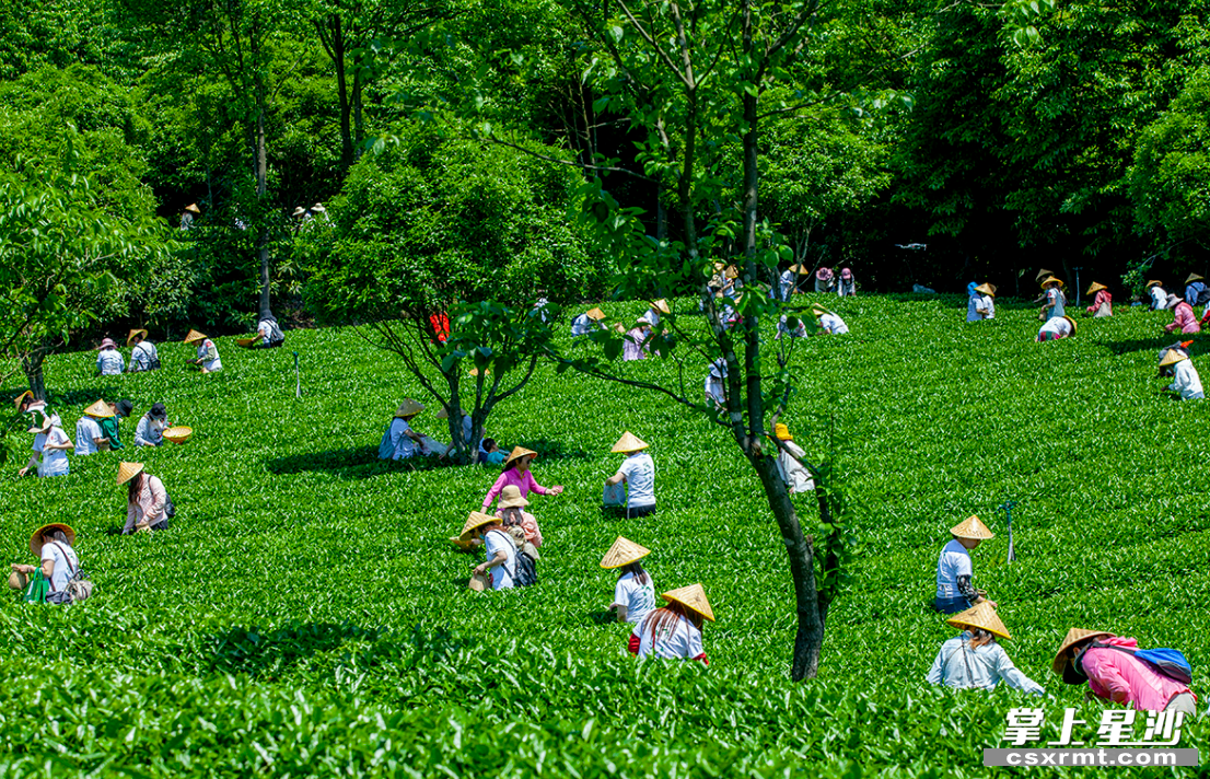 湘豐茶業(yè)集團(tuán)歐盟有機(jī)和雨林雙認(rèn)證的標(biāo)準(zhǔn)化示范茶園。